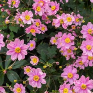 Луковица анемоны Серенада