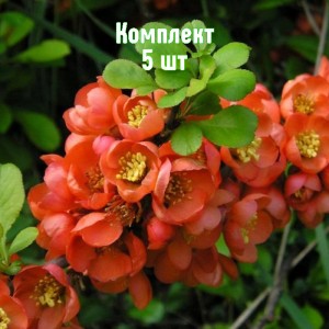 Комплект 5шт / Айва японская Везувиус