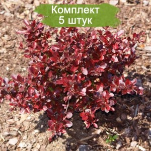 Саженцы Барбариса Багатель -  комплект 5 шт.