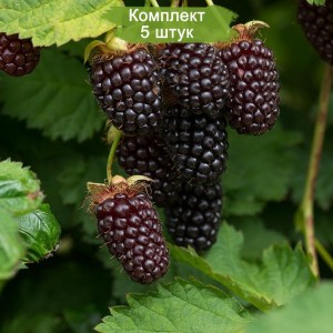 Саженцы красной ежемалины Силван -  комплект 5 шт.