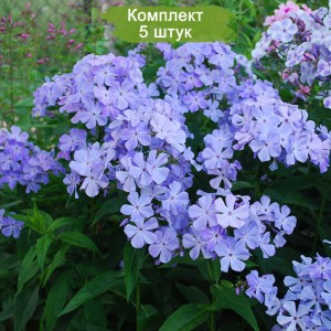 Саженцы флокса Незабудка -  комплект 5 шт.