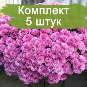 Саженцы сиреневой хризантемы мультифлоры Белго Лилак  (Belgo Lilac) -  комплект 5 шт.