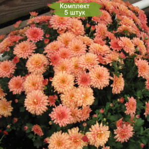 Саженцы хризантемы мультифлоры Бранбич Корал (Branbeach Coral) -  комплект 5 шт. (лососевый)