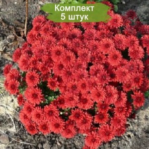 Саженцы коралловой хризантемы мультифлоры Уранус (Uranus) -  комплект 5 шт.