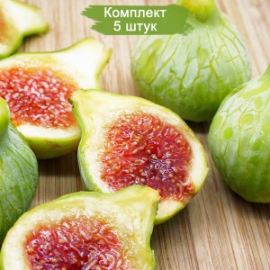 Саженцы Инжира светло-зеленого Смоковница -  комплект 5 шт.
