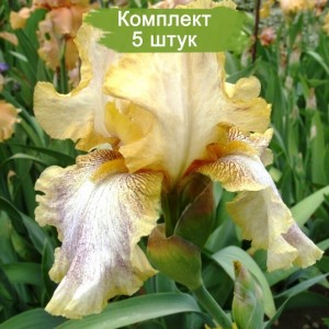 Саженцы ириса Депеш Мод (Depeshe Mode) -  комплект 5 шт.