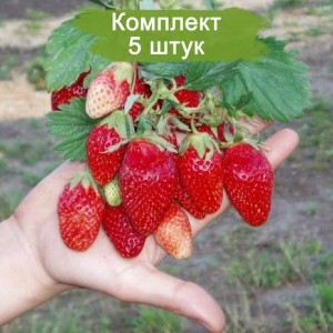 Саженцы ремонтантной клубники-земляники Виктория (Ранняя) -  комплект 5 шт.