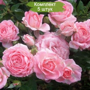 Саженцы спрей розы Грация (Sprey Gracia) -  комплект 5 шт.