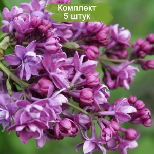 Саженцы сирени Аделаида Данбар (Adelaide Dunbar) -  комплект 5 шт.