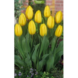 Луковицы Луковицы тюльпана Саами (Saami) -  комплект 5 шт.