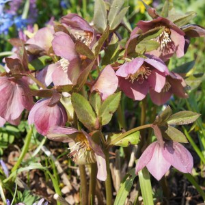 Саженец морозника Абхазский