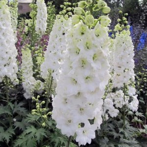 Корневище дельфиниума Пацифик Джиант (Pacific Giant Camelliard)  (белый)