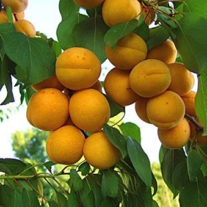 Саженец Абрикоса Саянский  (обычный)