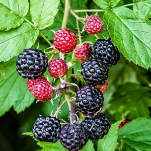 Саженец малины Кумберленд (Kumberlend) (Черная)