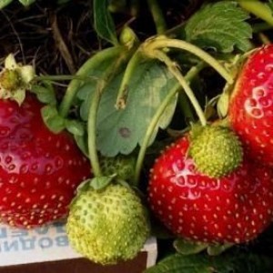 Саженец земляники Садовая Максим - Гигантелла (Средняя)