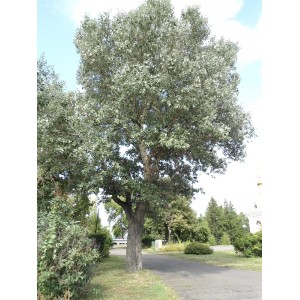 Саженец тополя Белого (Серебристого) 100-150 см