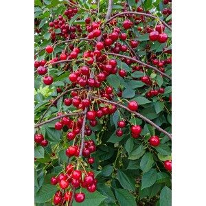 Вишня Памяти Вавилова