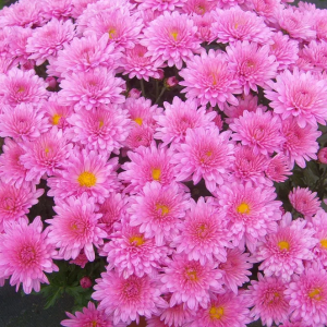 Саженец хризантемы мультифлора Урсула ПИНК (Ursula Pink) (Сиреневая )